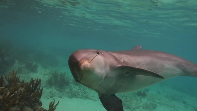 Dolphin swimming looking at camera