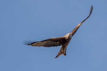 Red Kite Flying