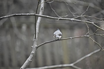 bird on branch in winter