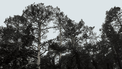 Trees between snow and fog