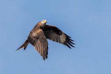 Red Kite Flying