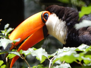 zoom photo from a toucan