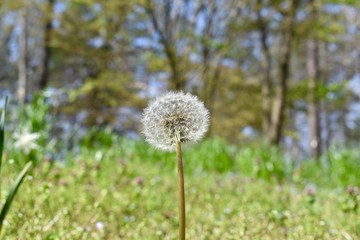 dandelion in spring