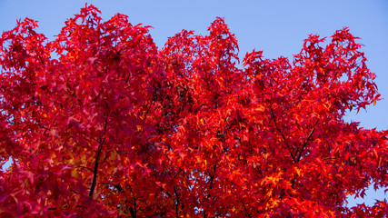 Rote herbstfarbene Bl&auml;tter am Baum mit blauem Himmel