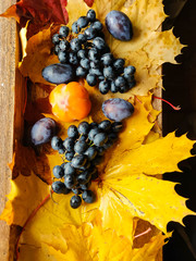 Abranch of black ripe grapes lies on yellow leaves