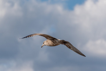 Juvenile seagull 