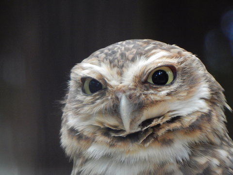 zoom photo from an owl with a doubt expression