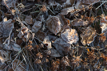 foglie secche  e fiori secchi di ceratostigma con brina invernale