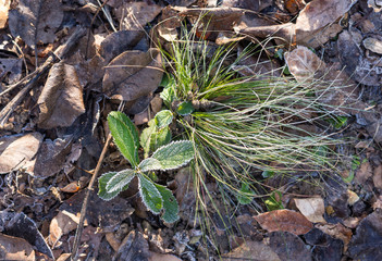 stipa tenuissima in inverno