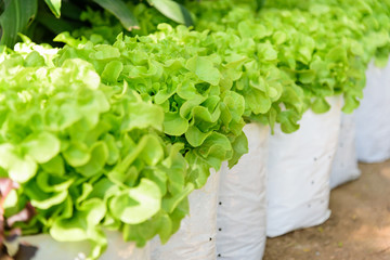 Close up to fresh green oak in farm