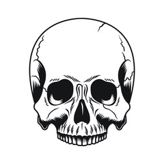 Black and white human skulll front view