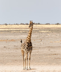 A Lonely giraffe in Namibia