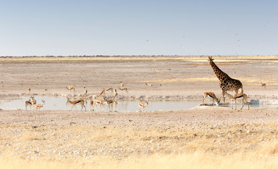 Fototapeta na wymiar A Lonely giraffe among other animals