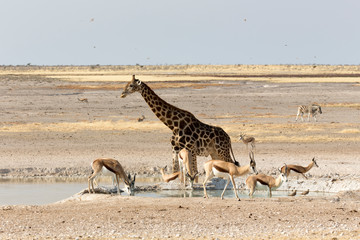 Obraz na płótnie Canvas A Lonely giraffe in Namibian savanna