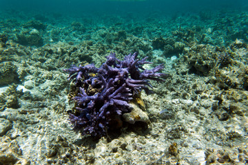 Naklejka na ściany i meble Beautiful corals in the reef
