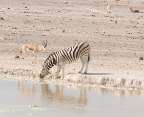 Obraz na płótnie Canvas Zebra drinking in water hole