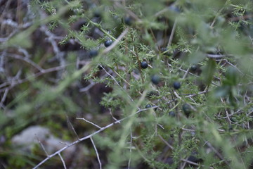 forest fruit