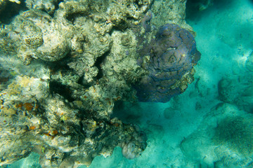 Naklejka na ściany i meble Beautiful corals in the reef