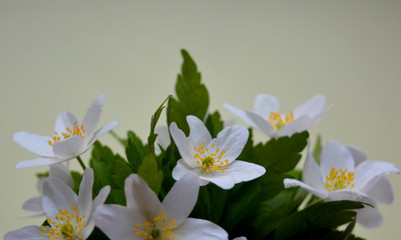 Delicate pastel spring composition with a bouquet of white anemones on a light background. Flat lay. Copy space.