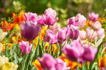 Beautiful pink and yellow tulip fields in spring, natural background