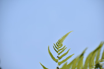 fern leaf