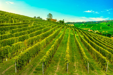 Fototapeta na wymiar Langhe vineyards view, Barolo and La Morra, Piedmont, Italy Europe.