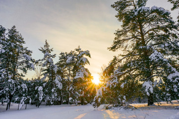 Snowy pine forest at sunset. Winter outdoors