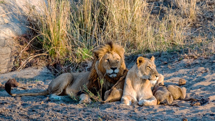 Fototapeta na wymiar Lion Family together at Dawn in Mala Mala, South Africa