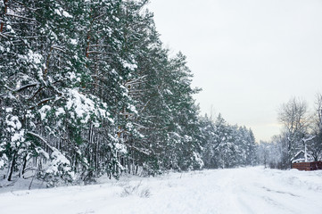Snowy pine forest landscape. Winter outdoors