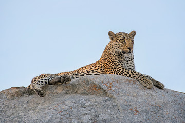 Male Leopard surveying his Domain atop a Rocky Ledge in South Africa