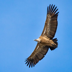 Griffon vulture, Gyps fulvus in Monfrague National Park. Extremadura, Spain