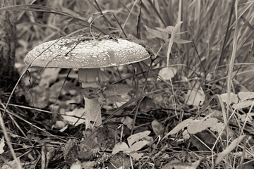 Poisonous mushroom