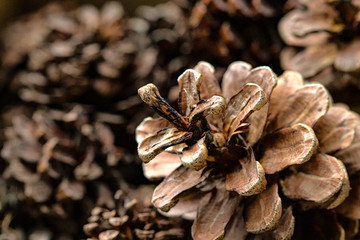 brown background of pine cones