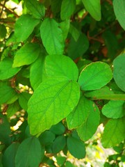 Beautiful green leaves 