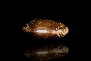 Fototapeta premium One whole speckled brown bean pinto isolated on black glass