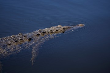 Crocodile in Black River