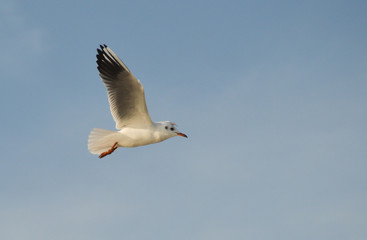 seagull in flight