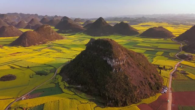 Aerial view drone flight above yellow rapeseed (canola) flower field in spring, Luoping, China