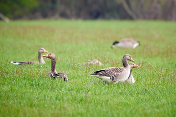 Greylag Goose ( Anser anser ) on Meadow