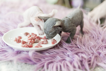 white and gray one month old Don Sphinx cats eating meat from white plate on lilac fur background