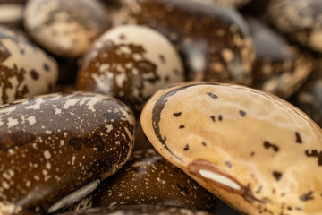 Lot of whole speckled brown bean pinto closeup isolated