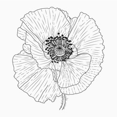 California poppy flowers drawn and sketch with line-art on white backgrounds.