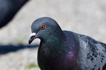  Felsentaube (Columba livia) 