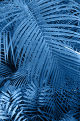 Beautiful palm leaves toning in blue color of the year 2020. Nature background Photo