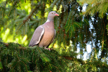 Ringeltaube (Columba palumbus) auf einer Fichte