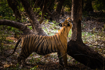 Royal Bengal Tiger (T-24 Ustaad)