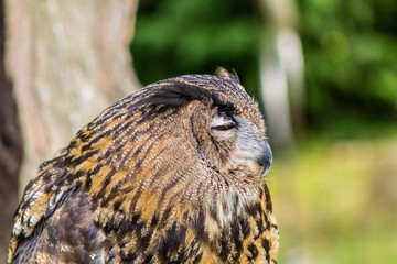 real owl in its territory, in Cantabria, Spain