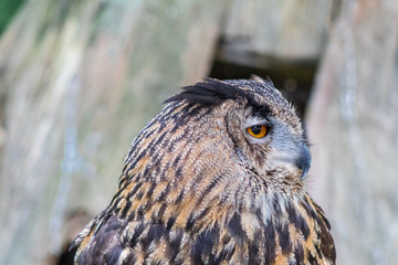 real owl in its territory, in Cantabria, Spain