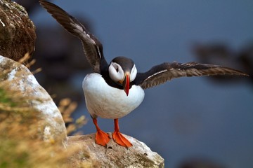 Portrait of an Atlantic puffin with open wings