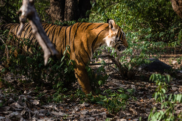 Royal Bengal Tiger (T-24 Ustaad)